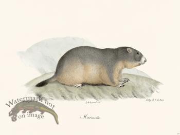 Cuvier 253 Marmot